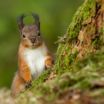 Red Squirrel