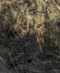 Red-crested Korhaan