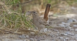 Rufous Bush Chat