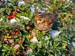 Redwing eating a red berry