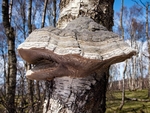 Hoof Fungus (03)