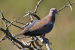 Laughing Dove portfolio