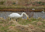 Whooper Swan