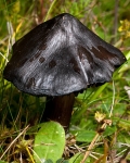 Blackening Waxcap (03)