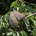 Snail Kite with wings spread, Panama