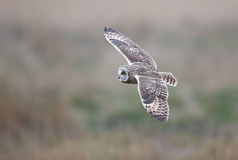 Short Eared Owl