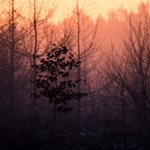 Dawn