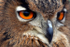 European Eagle Owl  _AGT012
