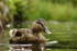 Frear-Duck