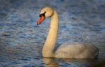 Mute Swan