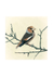 Hawfinch
