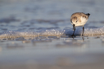Sanderling searching for food, Fort De Soto, Florida