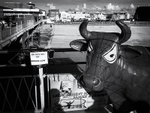 Spider Cow 01