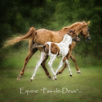 Equine Pas-de-Deux