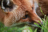 Red fox _ AN 0046