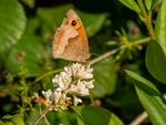 Meadow Brown