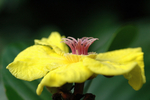 Rainforest flower.