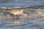 Willet with shellfish in surf, Fort De Soto Park, Florida