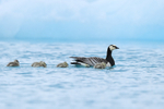 Barnacle Goose & five goslings, Jokulsarlon, Iceland