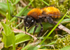 Andrena fulva (f)