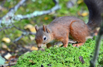 Red Squirrel