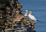 Gannets