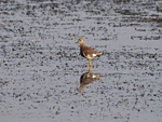 White-tailed Lapwing