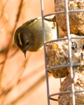 Wren & Goldcrest portfolio