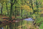 River Teign Swirl