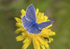 Common Blue