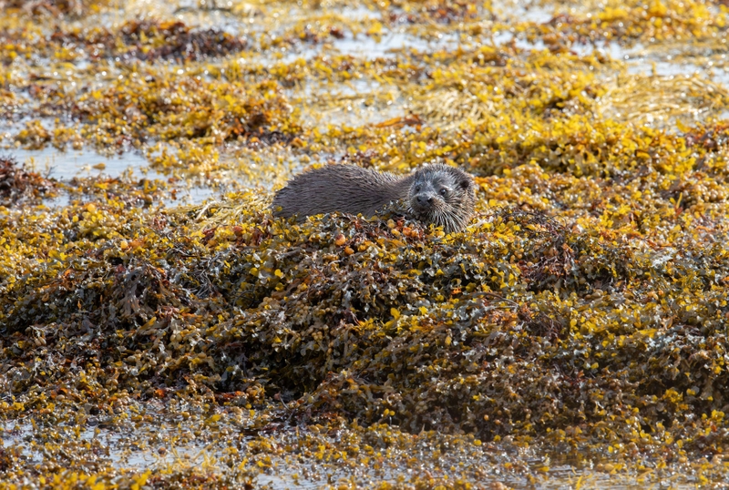 Eurasian Otter - Isle of Mull - Scotland