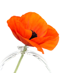 POPPY IN CLEAR VASE - PORT RYERSE