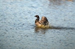 Dark-bellied Brent Goose