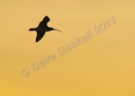 Silhouette of Curlew in Flight DSC_6530 - Version 3
