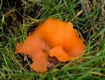 Orange Peel