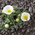 Glacier  buttercup (Ranunculus glacialis) 