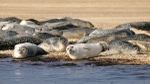 Common (Harbour) Seals