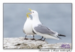 Kittiwakes portfolio