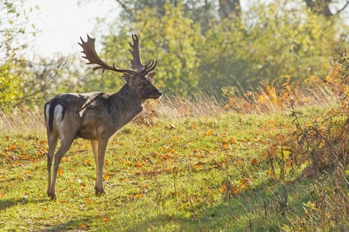 On an autumn day a fallow deer paused to look back before he strode off into the distance.