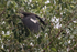 White-throated Piping-Guan takes off from tree, Porto Jofre, Brazil