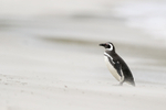 Magellanic penguin in blowing sand, Carcass Island