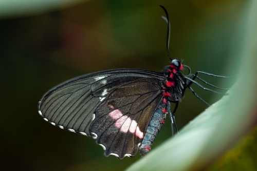 Parides sesostris is a species of butterfly in the family Papilionidae native to the Americas. It is commonly known a…