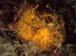 Tethya citrina