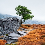 Lone tree, Dinorwic Quarry (5)
