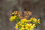 Wall Brown