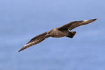Brown Skua flying, Cape Bougainville, Falklands