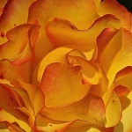 Rose Folds