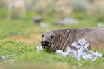 Southern Elephant Seal inland, Sea Lion Island, Falklands