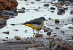 Grey Wagtail