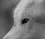 Wolf Eye